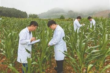 '中国农业科学院植物保护研究所联合相关单位开展持续攻关  “阻击”草地贪夜蛾